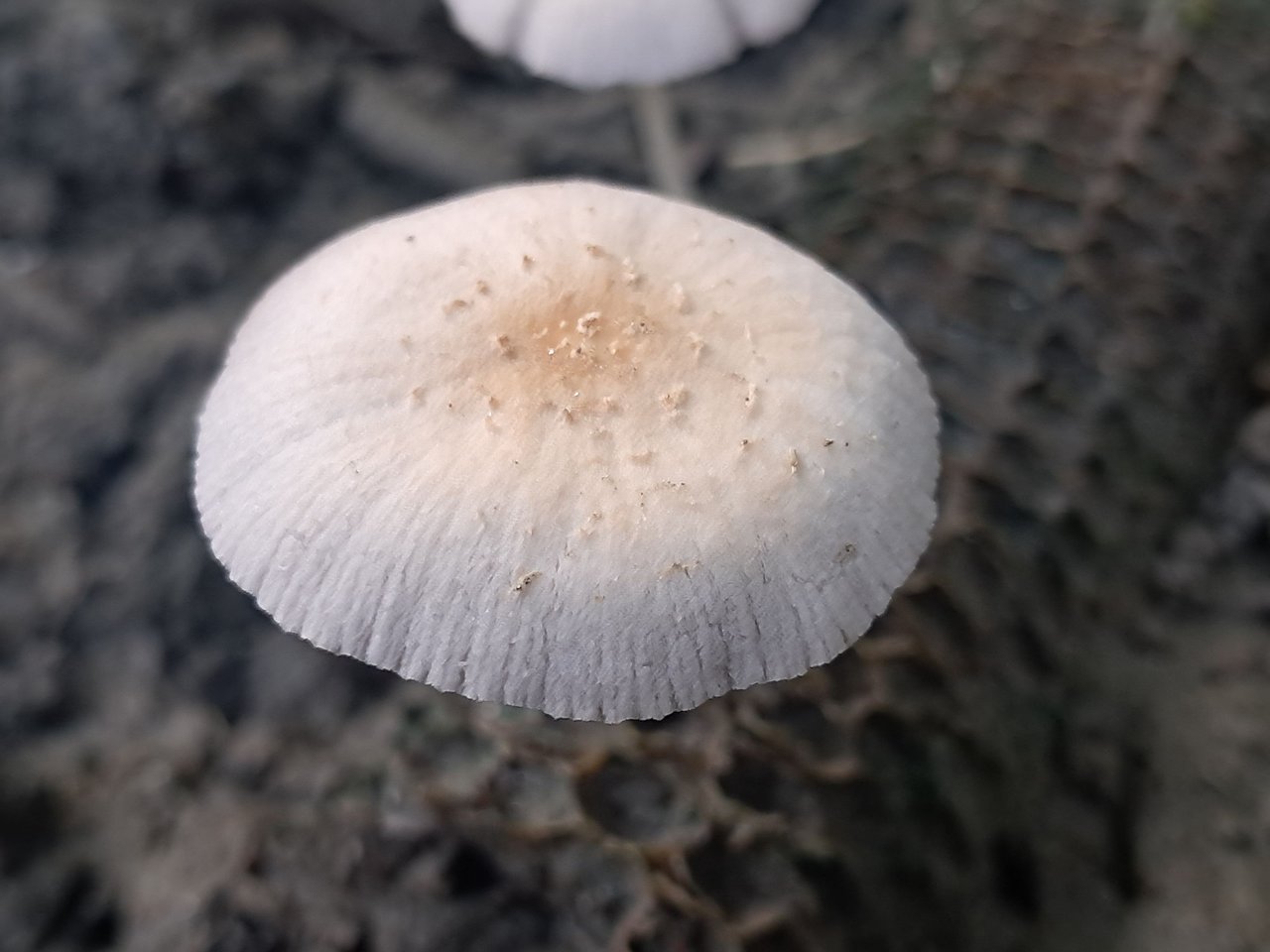 https://files.peakd.com/file/peakd-hive/abdullahkr/EoiVArnohVGVmsitbgYUuV2C8sCmXoUapxoddZAwdVvg7QTspayz5Cf8PvNDkb3thVb.jpg