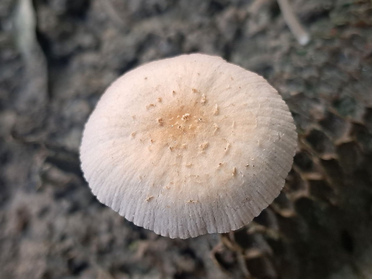 https://files.peakd.com/file/peakd-hive/abdullahkr/EowG8FEwNBEC6niXM72ezekarwuKNmWjgxyVo68qGU4W4p9sonGWNkXSWNPs1aKHo7Z.jpg