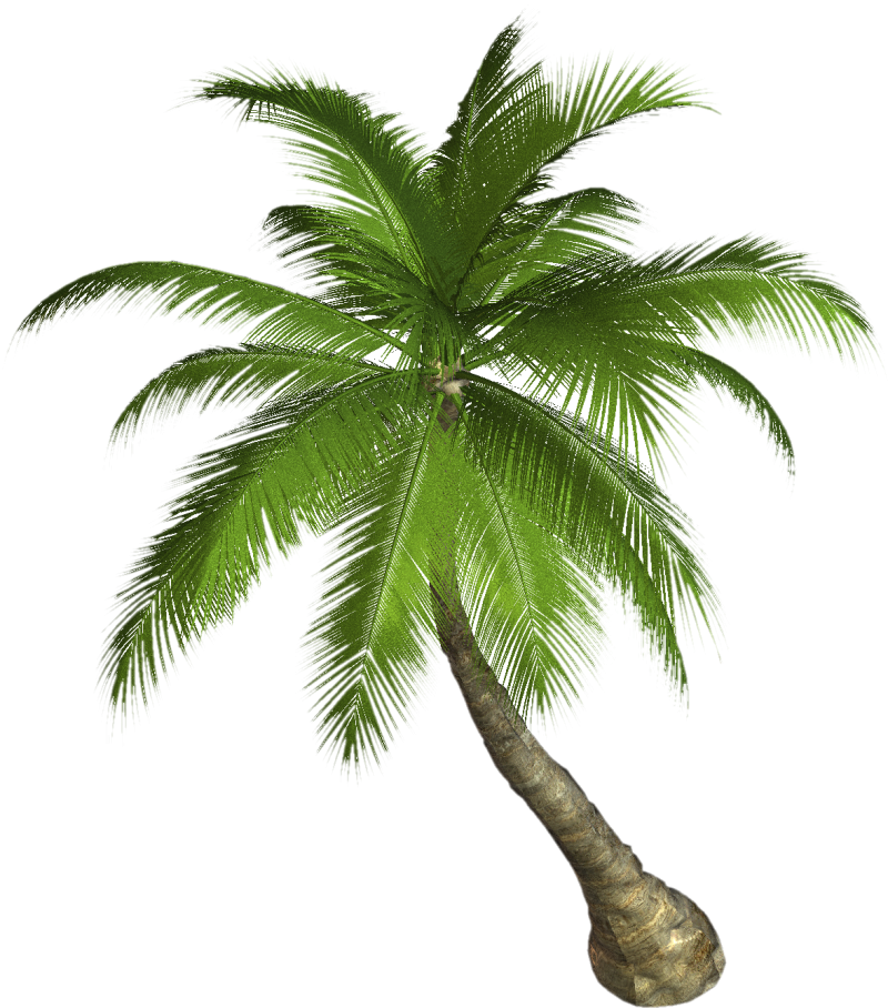 Palm Tree  800x908.png