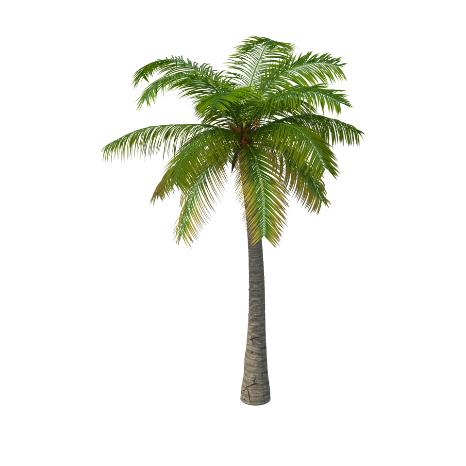 Palm Tree  960x960.png