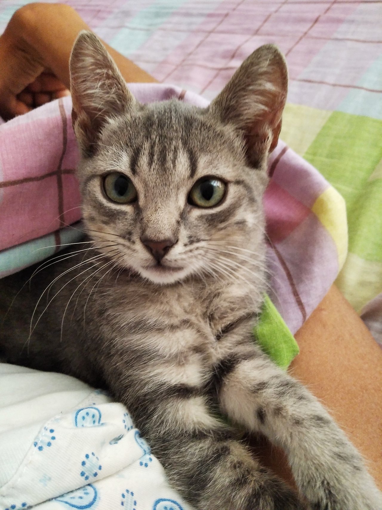 Cat Poses Xiaomi Cat Poses Xiaomi