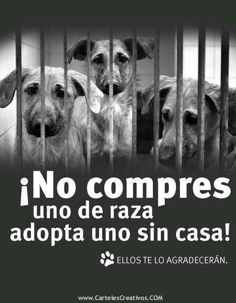 No compres uno de raza, adopta uno sin casa!/ Don't buy a pedigree, adopt a  homeless one! | PeakD