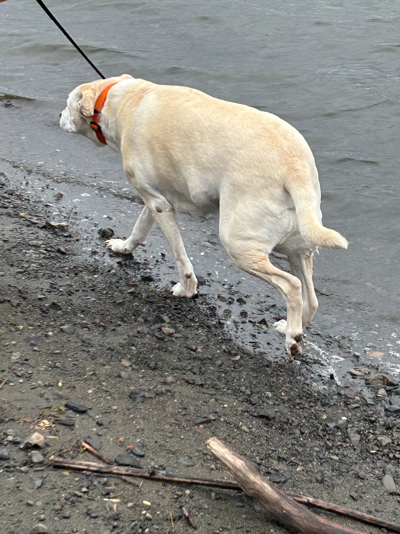 Dog thinking of wading in water