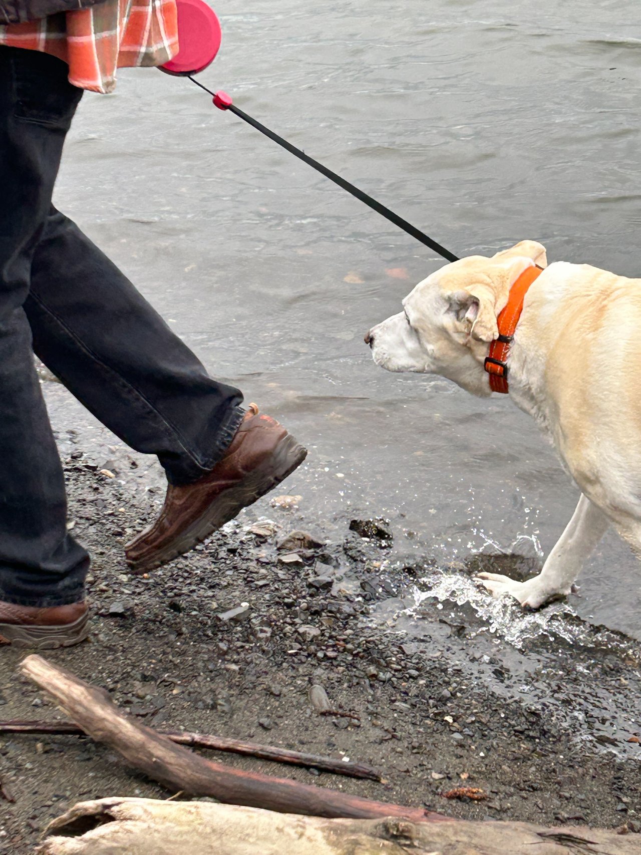 Dog feeling happy walking