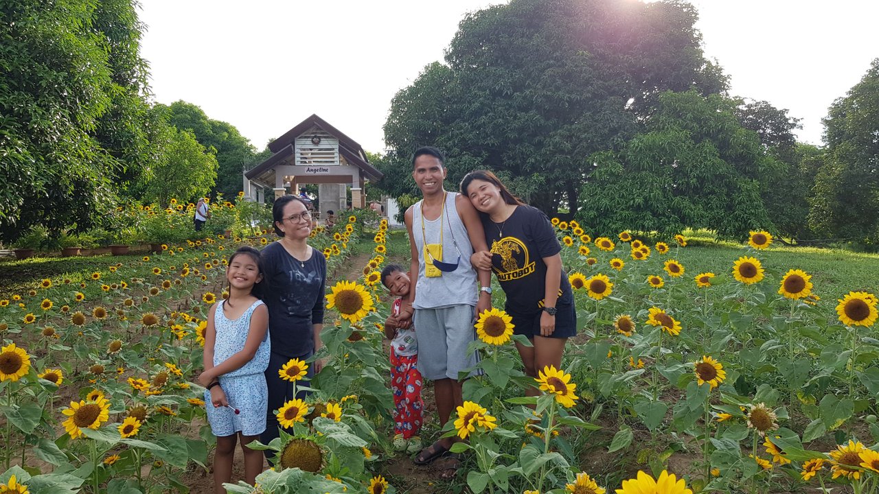Sunflowers (at Saguday Eco-Tourism Park, Saguday, Quirino Province)