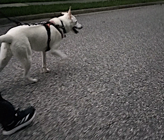 Birds, Rabbits, Dogs:  A Neighborhood Adventure