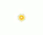 sun for photo essay gif.gif