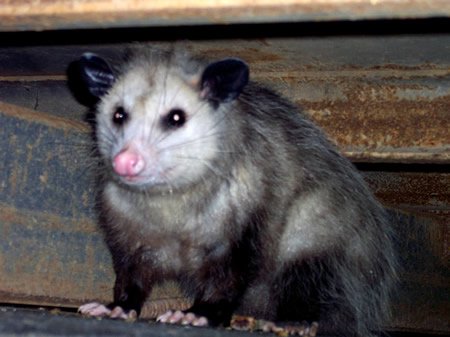 Opossum - Wikipedia