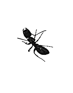 https://files.peakd.com/file/peakd-hive/agmoore/23vsqgi4vCEJLkWRf5opPmmdeFJnDVDbuwKRmxchNpN9ezTAgfcMeyHSi7A38P3gEt4r6.png