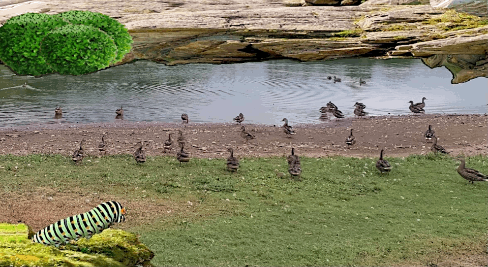 ducks on lake worm5c.gif
