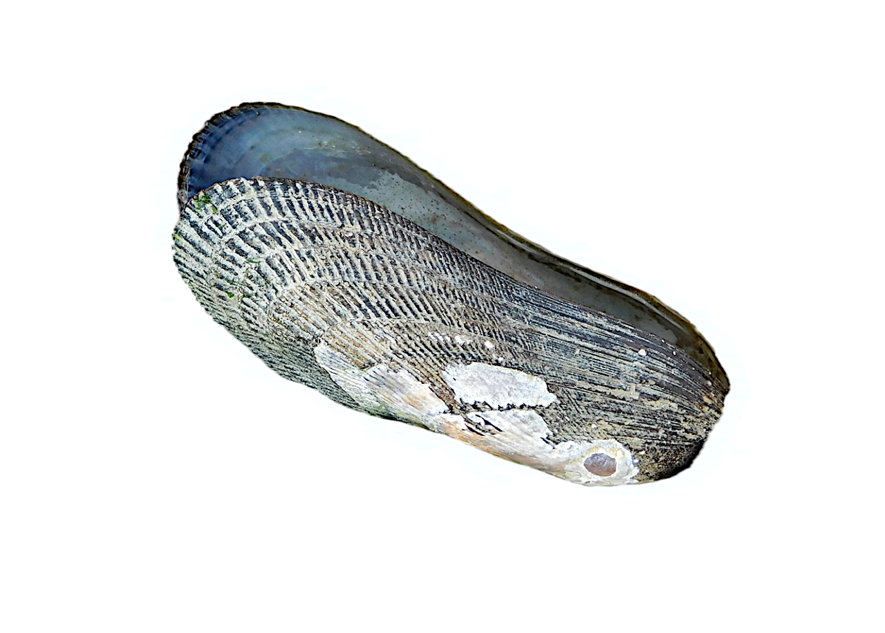 https://files.peakd.com/file/peakd-hive/agmoore/23z7d8Vajw9BWQtAibmscLRHRwPwiuYCURvmuCCHajB8gSqX4wpmftA3zTqsRZjk19WC8.png