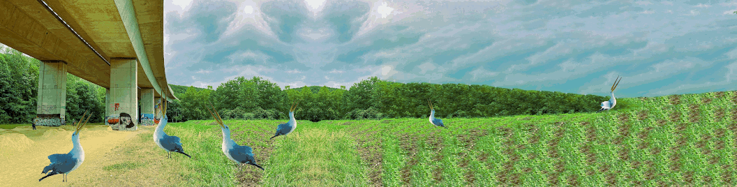 seagulls and temaplate framegif.gif