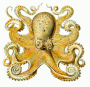octopus pixabay gif.gif