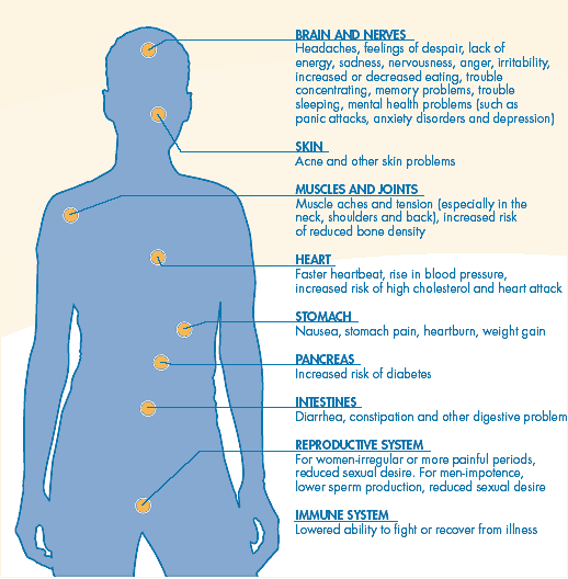 Stress response in the body Gdudycha 3.0.gif