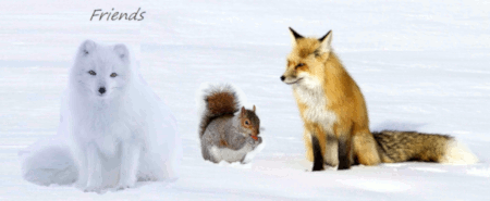 fox and squirrel friendsgif.gif