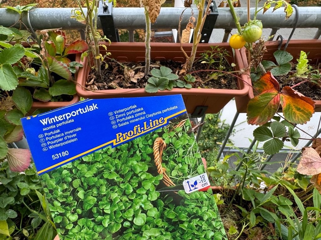 Micro and Klein Garden Journal 2025.10.12 / 大小庭の記録