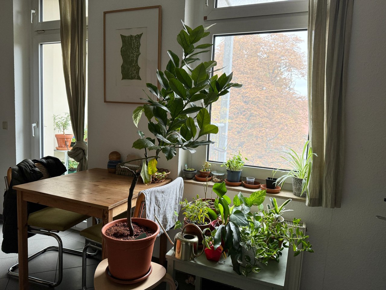 Micro and Klein Garden Journal 2025.10.12 / 大小庭の記録