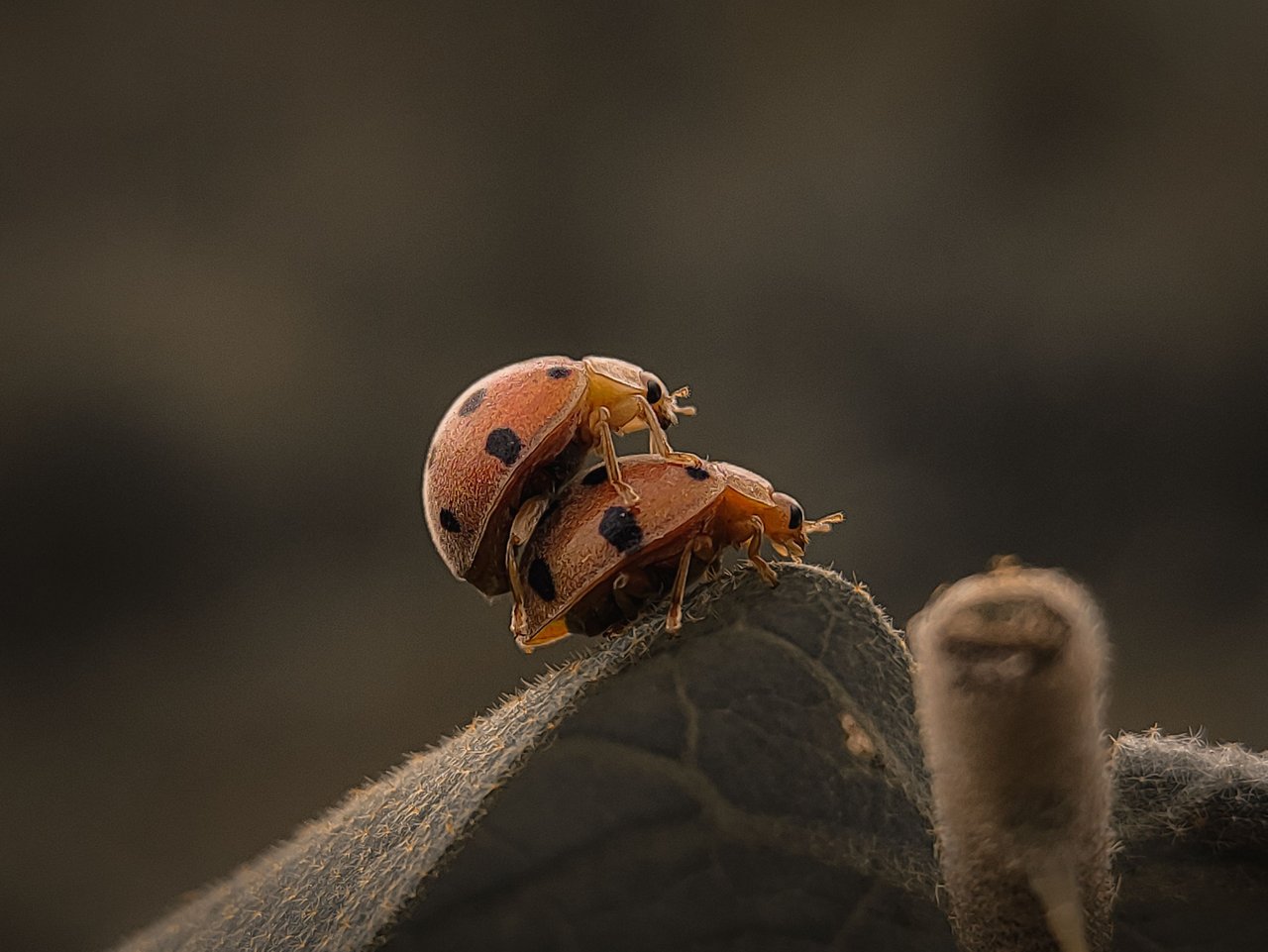 Ladybug Mating Ritual | PeakD