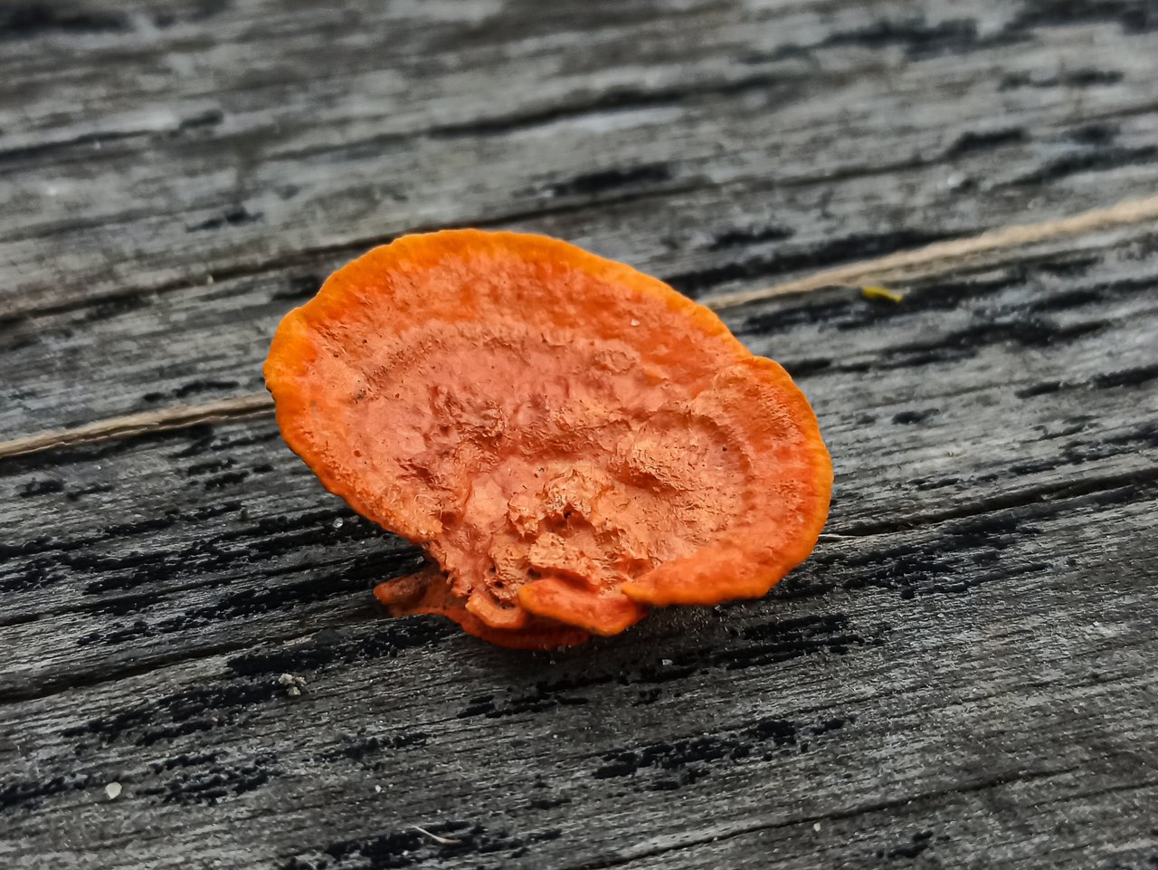 Pycnoporus Cinnabarinus Bright Orange Shelf Fungus Peakd