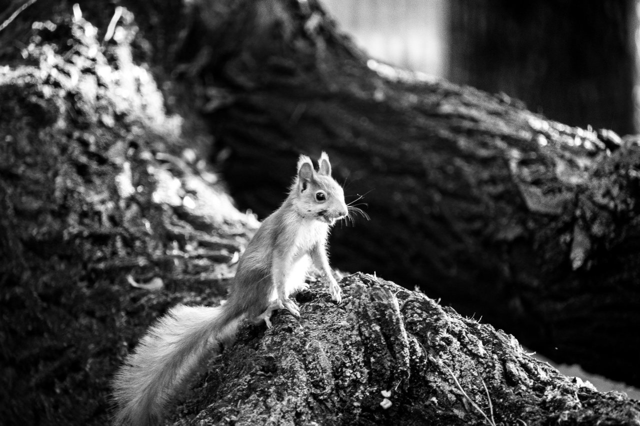 squirrel-2911.jpg