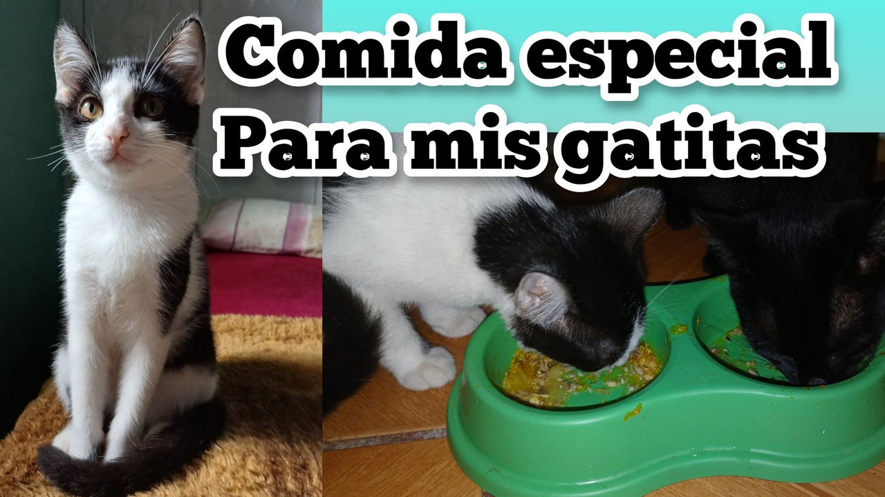 Comida especial para mis gatitas (Esp/Eng)