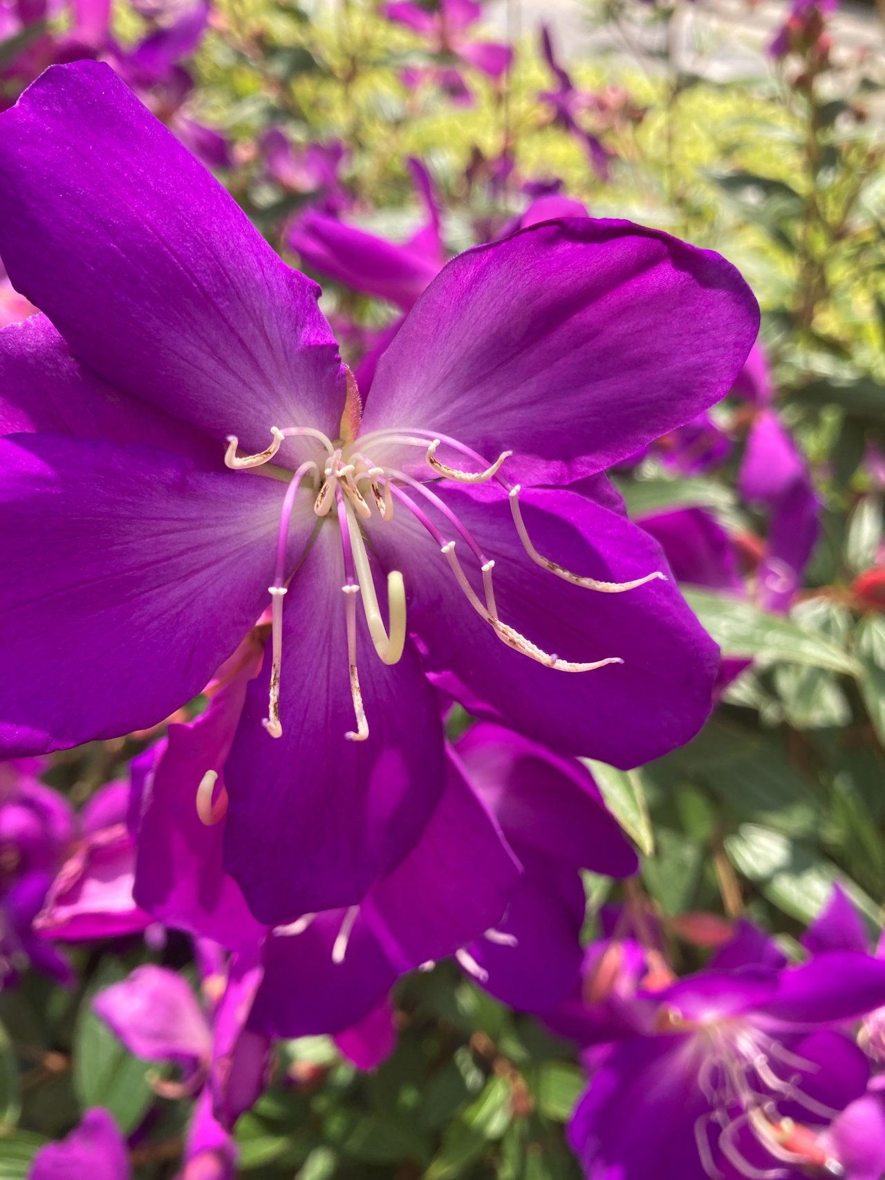 Flores color violeta esta mañana | PeakD