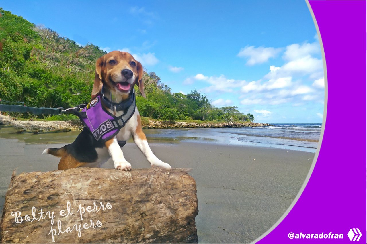 Las mascotas están bienvenidas!❤️🐶 – Foto de O Colmado D'arou