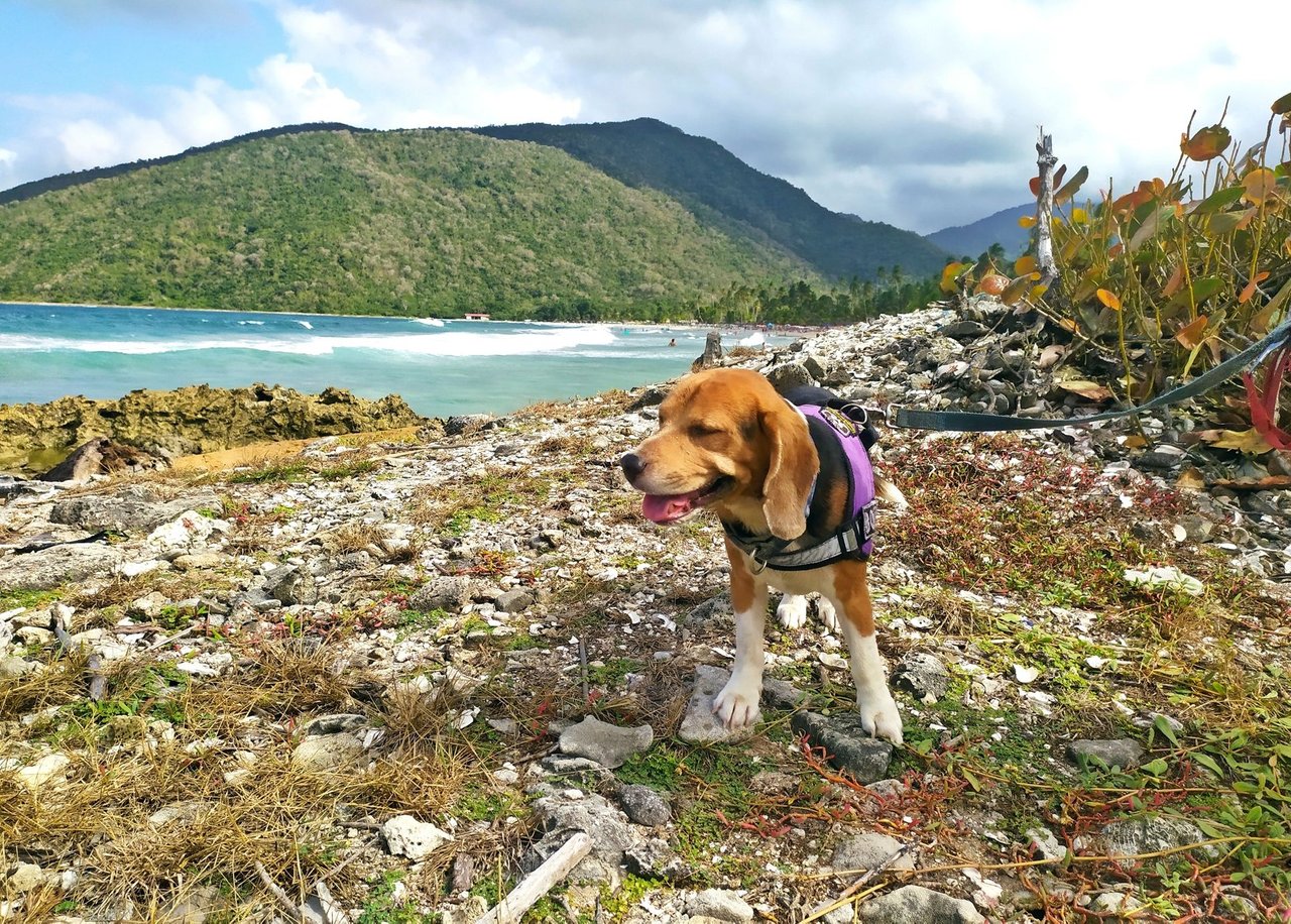 Las mascotas están bienvenidas!❤️🐶 – Foto de O Colmado D'arou