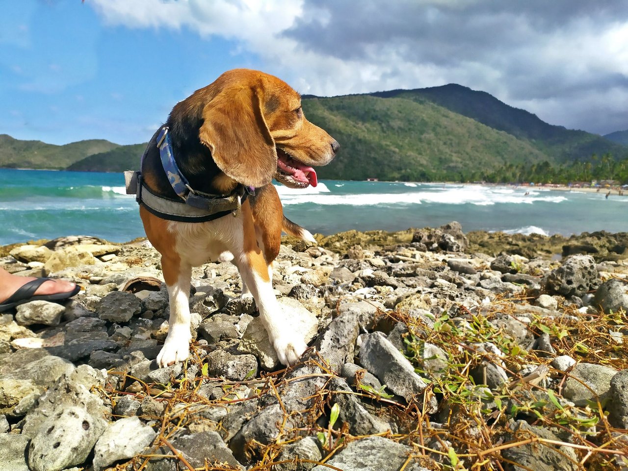 Las mascotas están bienvenidas!❤️🐶 – Foto de O Colmado D'arou