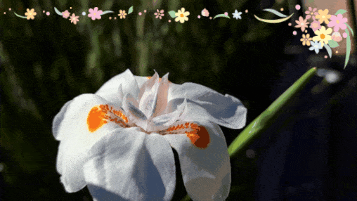 20221220_131739.gif