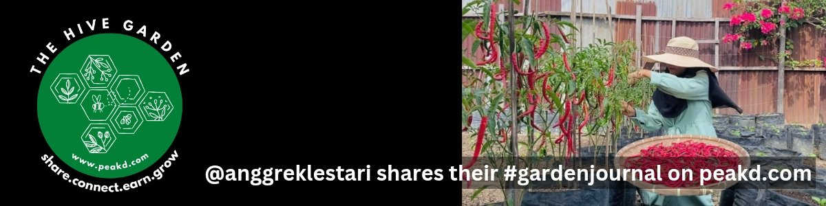 https://files.peakd.com/file/peakd-hive/anggreklestari/EoGw3TCr4Kn1maaskjFirA4JW2QtfXJJWMSUZSwSbGaBdnukosHutbQQJYJgg2uWn1z.png