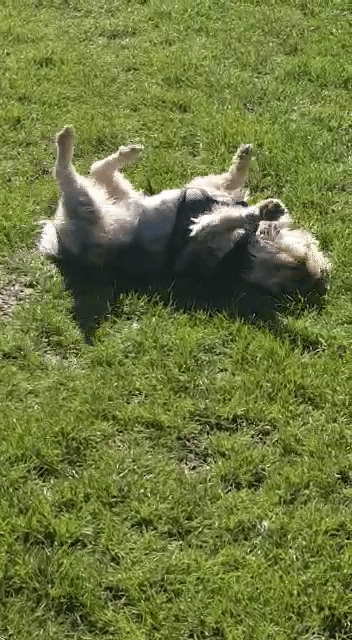 VID-20230419-WA0005_1.gif