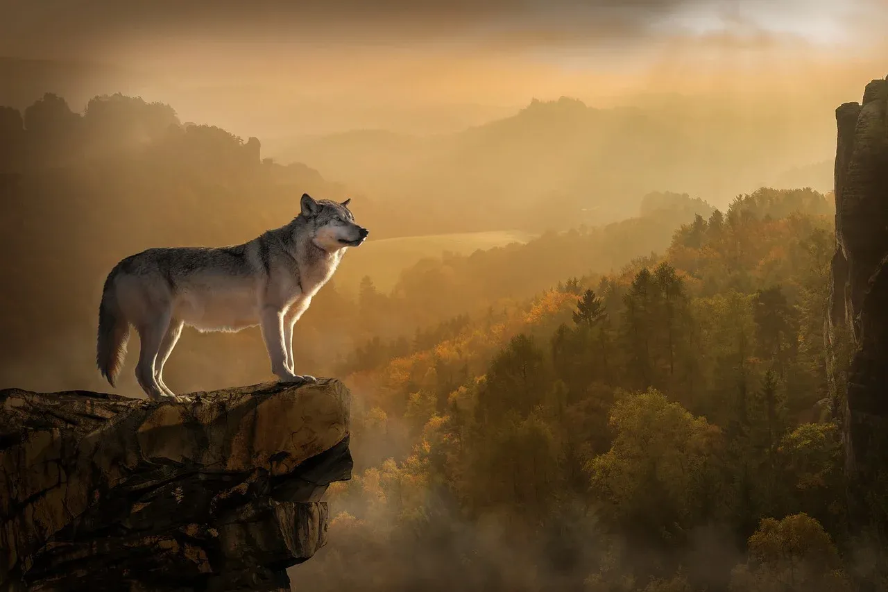 wolf3158282_1280.webp