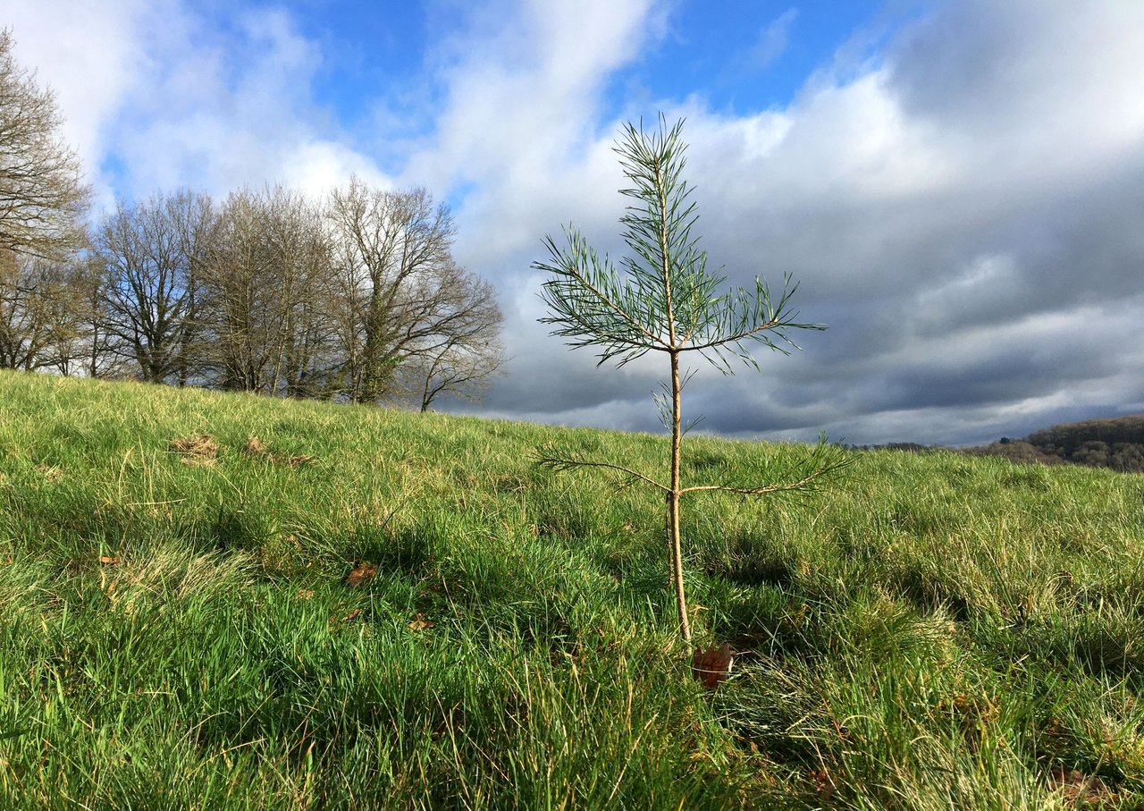 Newcomer Pine Tree joining the Orchard | PeakD