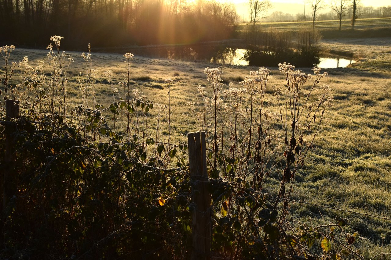 sun rays