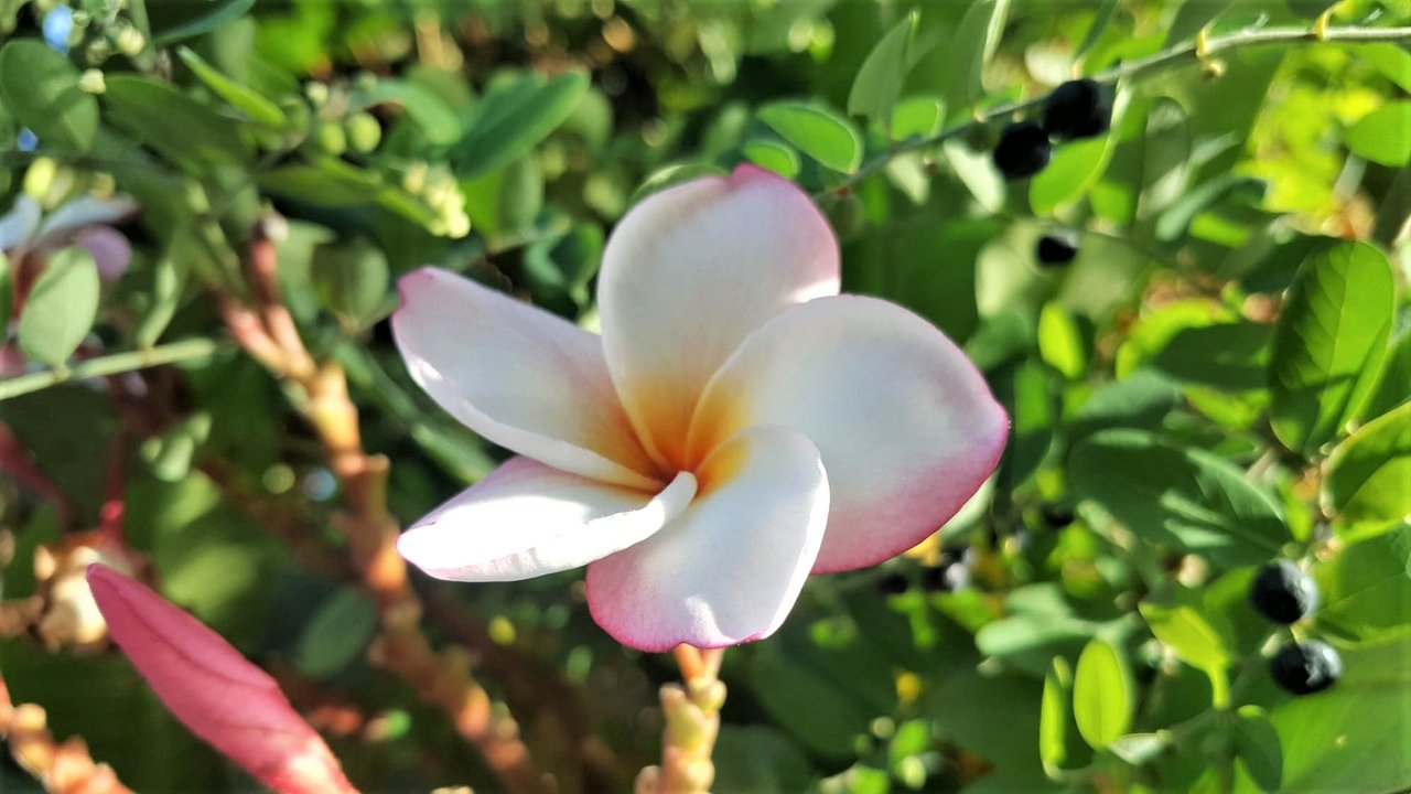 Pure Plumeria Frangipani Flower