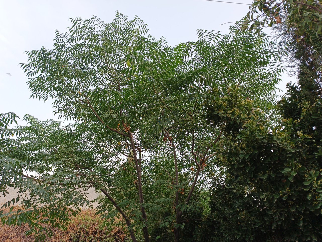 https://files.peakd.com/file/peakd-hive/asgharali/Eq9UDroCPFNssg9LLy21dunRZkrH48a9thA95VWnuLcDxuTcvEtWvAAdtgNM4KMLByP.jpg