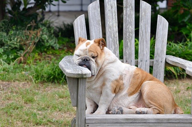 Source: https://pixabay.com/photos/dog-sleeping-resting-rest-canine-848390/