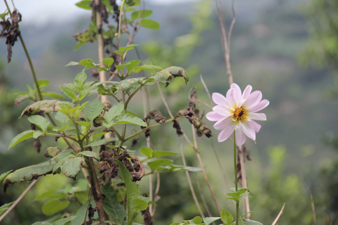 Daisys, Dahlias and Azucenas / Margaritas, Dalias y Azucenas | PeakD