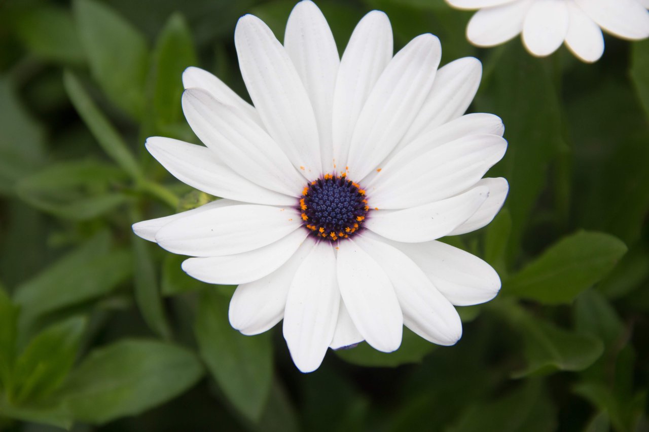 Daisys, Dahlias and Azucenas / Margaritas, Dalias y Azucenas | PeakD