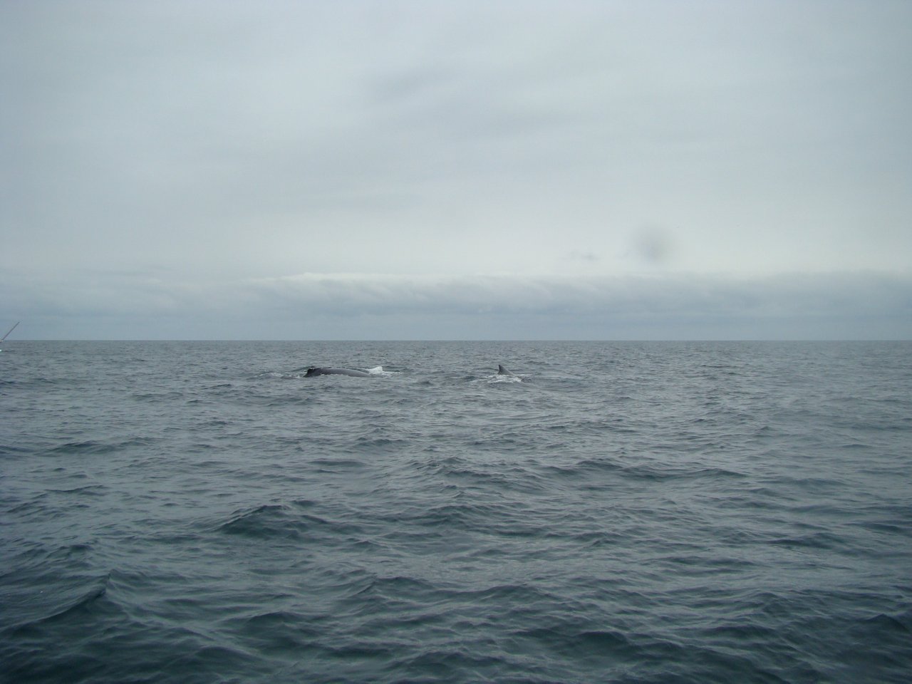 Whale watching / Avistamiento de ballenas | PeakD