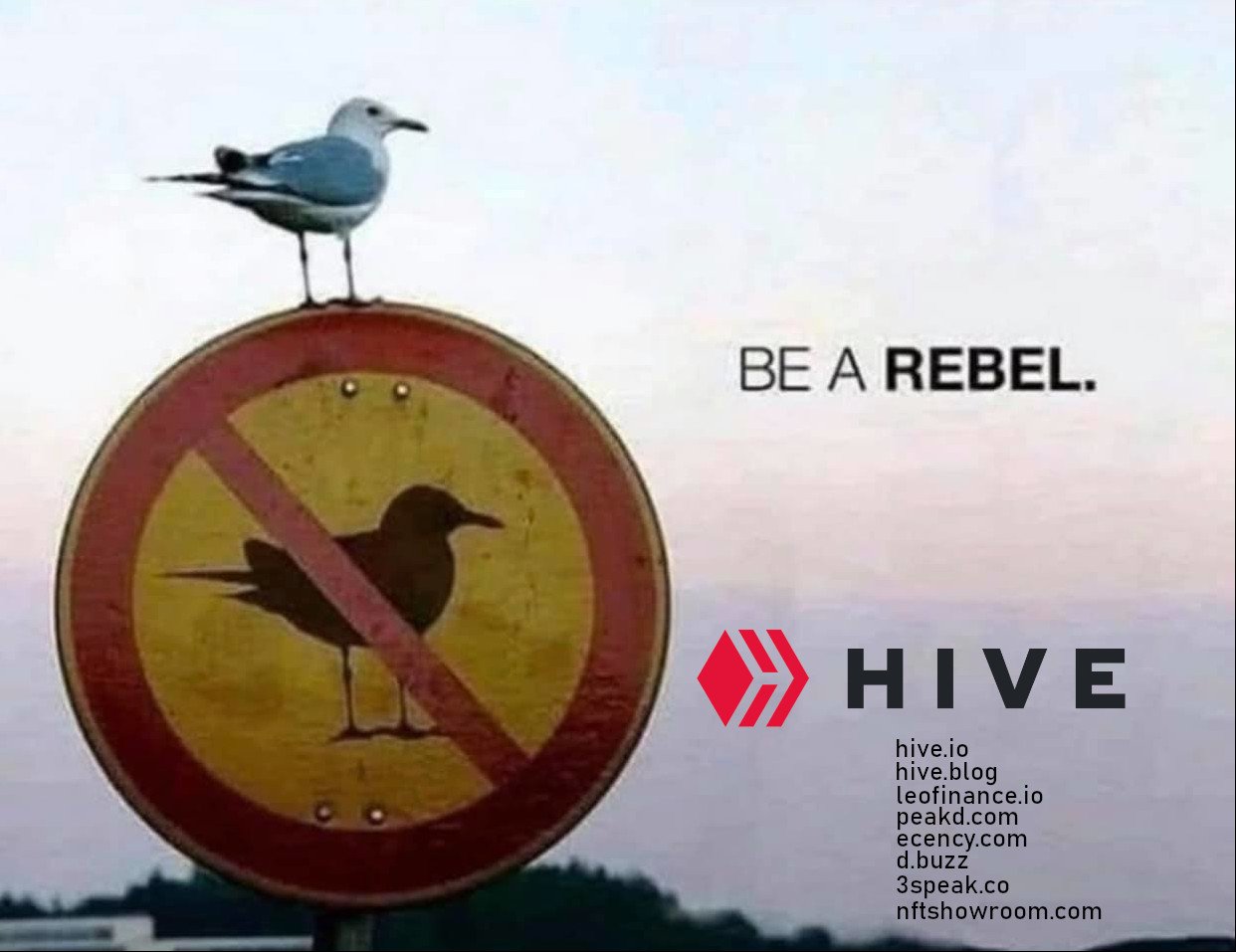 https://files.peakd.com/file/peakd-hive/ausbitbank/aX07R5vf-rebel_bird.jpg