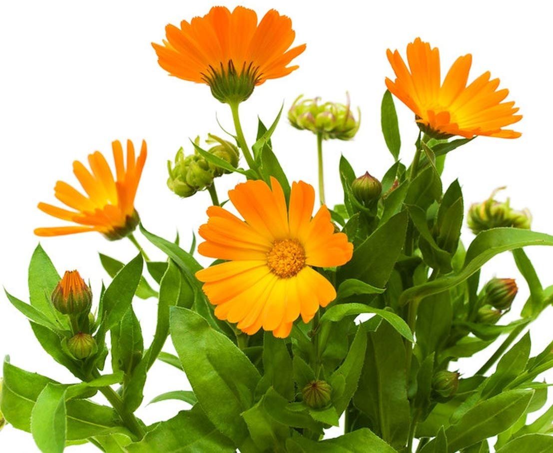 1007Calendula.jpg