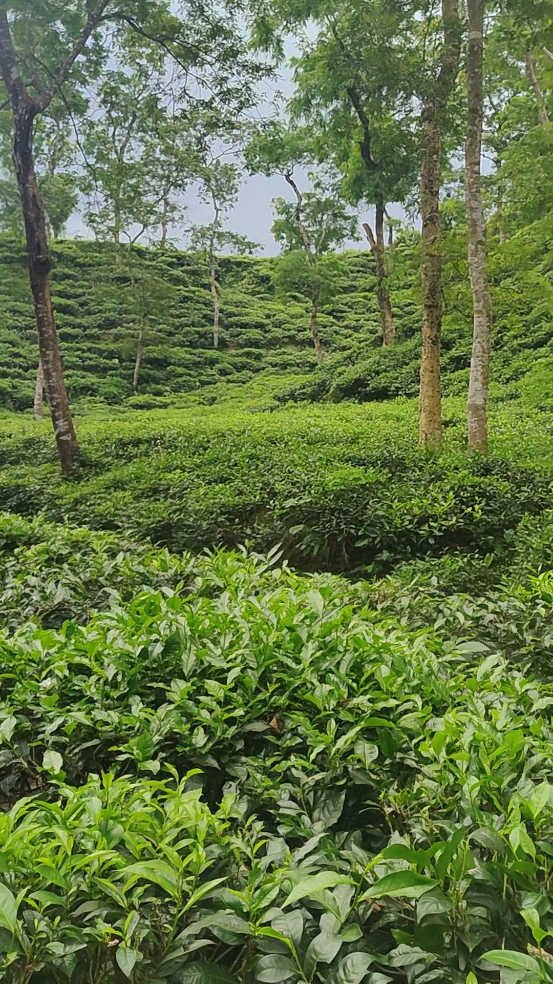 My Sylhet Family Trip Mountain Crystal clear water