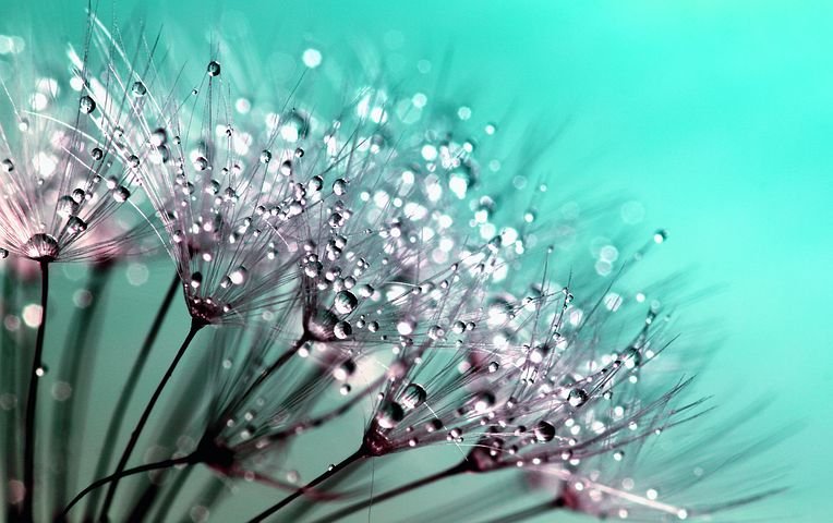 dandelion445228__480.jpg