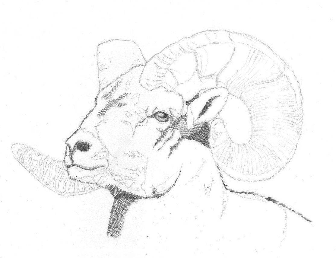 Bighorn-sheep.gif