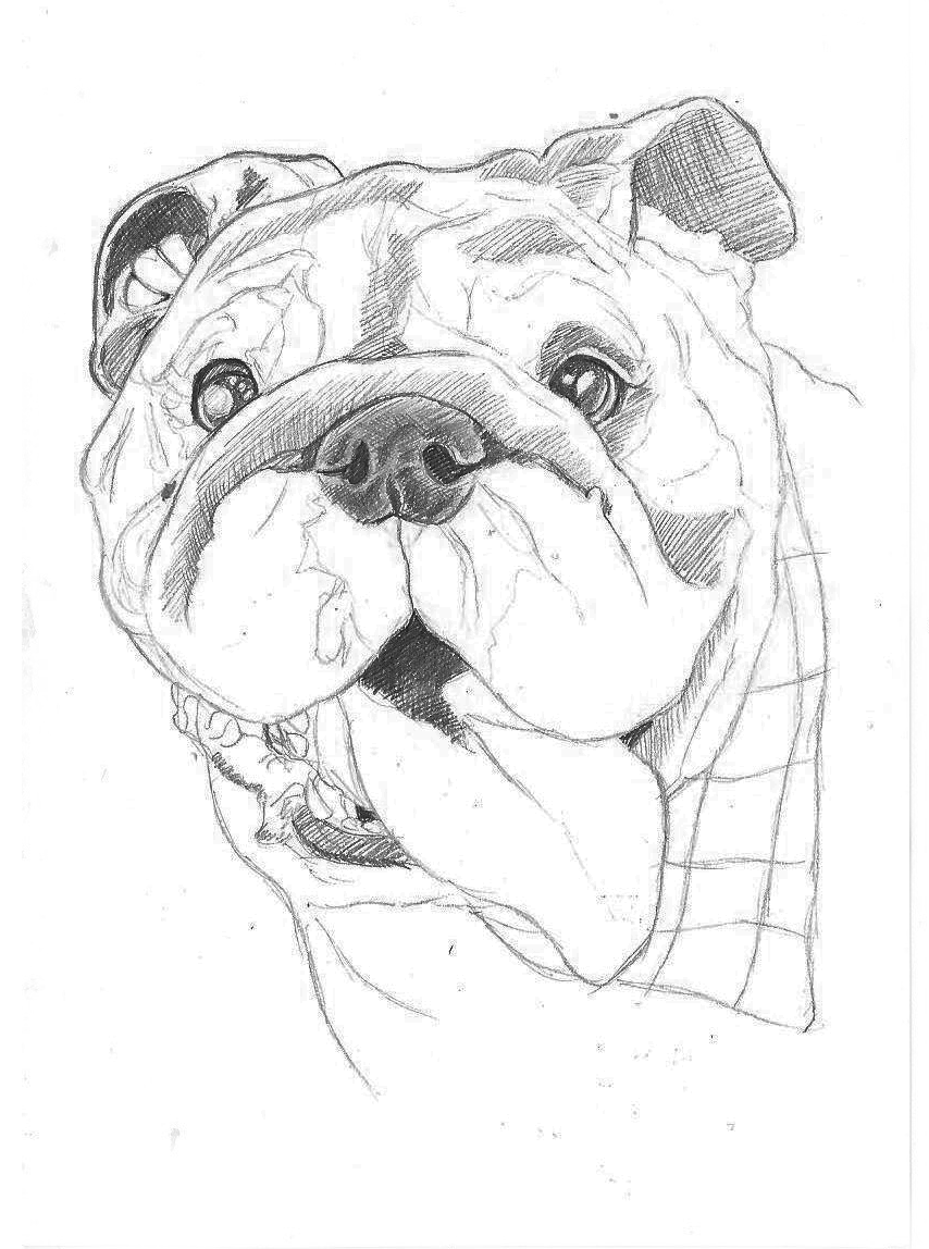 Bulldog.gif