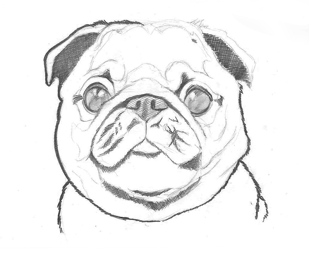 Pug-sketch.gif