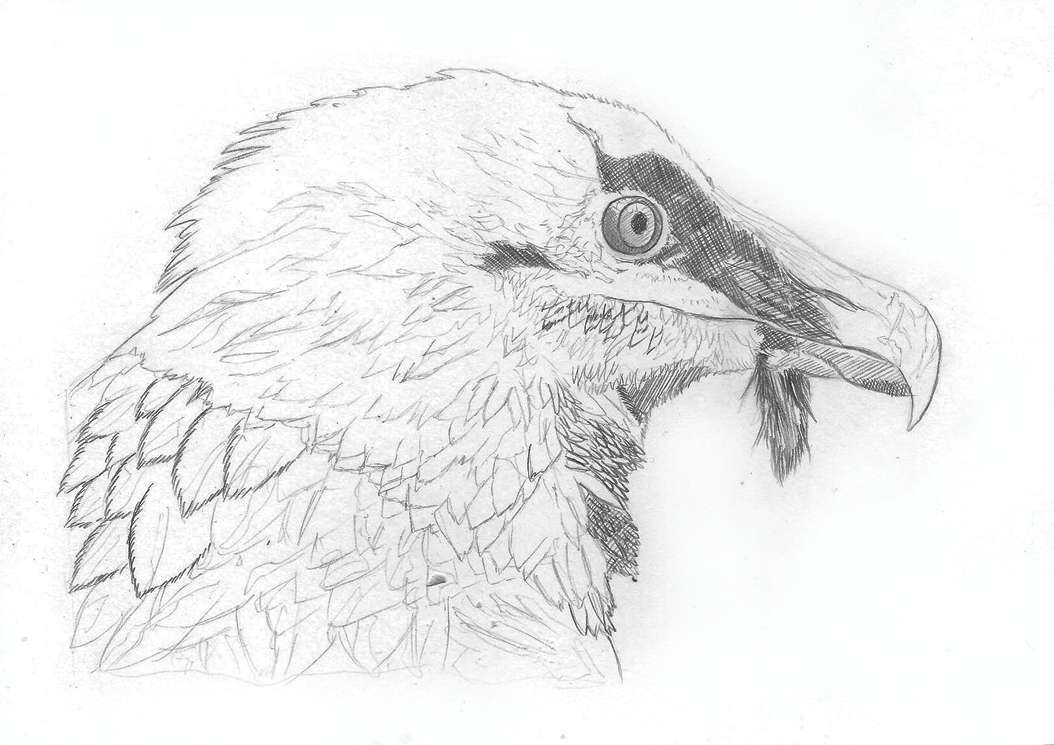 bearded-vulture.gif