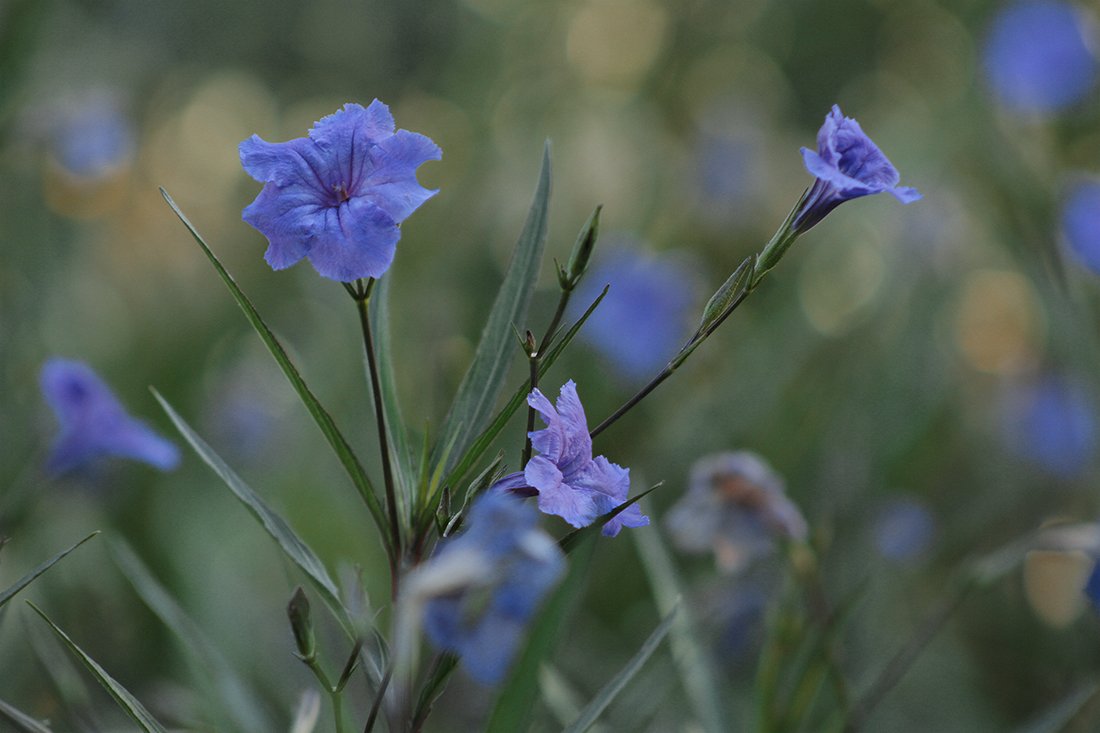 Ruellia Peakd